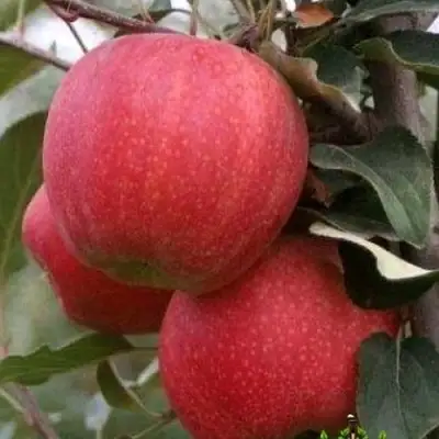 Яблоня ГАЛА ШНИГА в Гродно