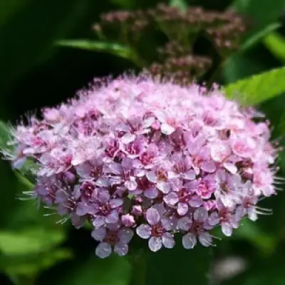 Спирея ПИНК СПАРКЛЕР в Гродно