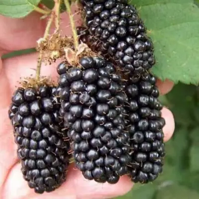 Ежевика ЛОХ НЕСС бесшипная  в Гродно