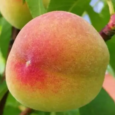 Персик ВЕТЕРАН в Гродно