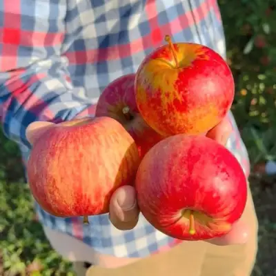 Яблоня КРАСАВИТА в Гродно