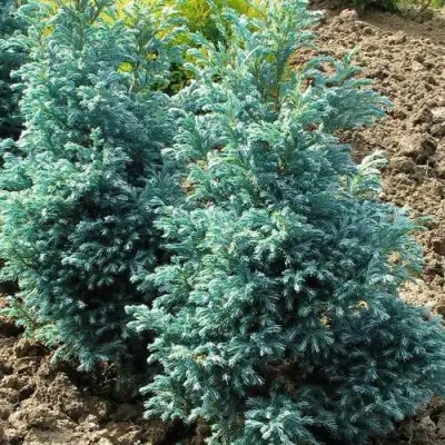 Кипарисовик БУЛЕВАРД горохоплодный в Гродно