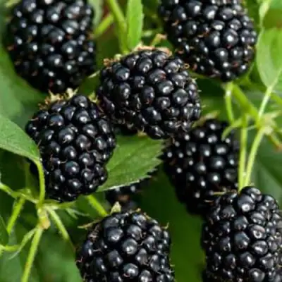 Ежевика КИТАНИНИ бесшипная  в Гродно