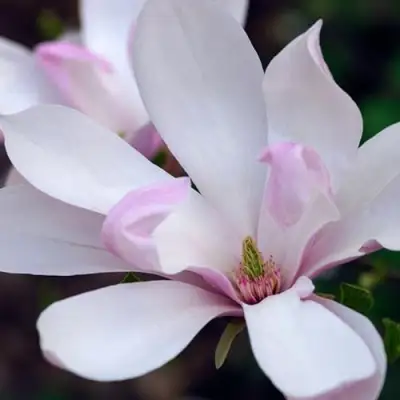 Магнолия ПИНКИ в Гродно