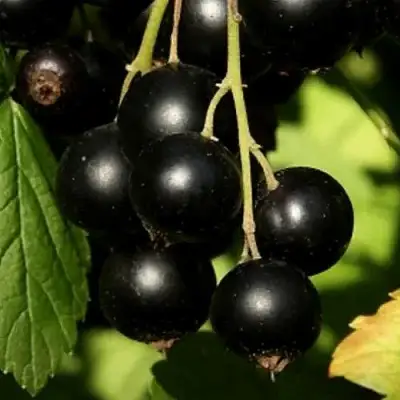 Смородина черная КЛУССОНОВСКАЯ в Гродно