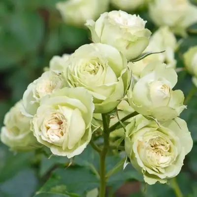 Роза ГРИН ДАЙМОНД миниатюрная в Гродно