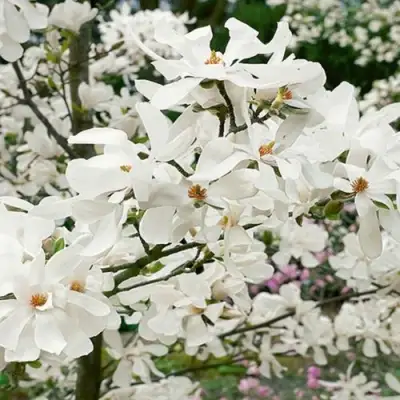 Магнолия ЛЕБНЕРА МЕРРИЛЛ в Гродно