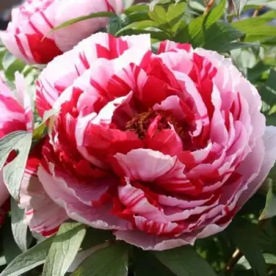 Пион РЕД ВИЗ ПИНК древовидный в Гродно