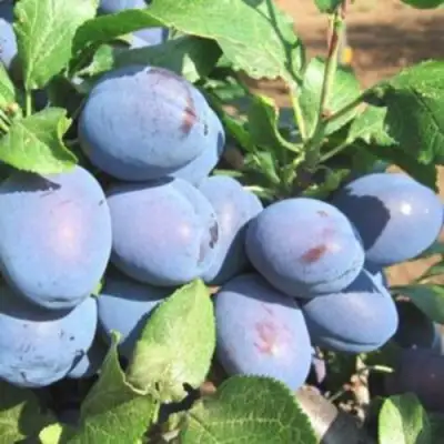 Слива ГИЛЬБЕРТ в Гродно