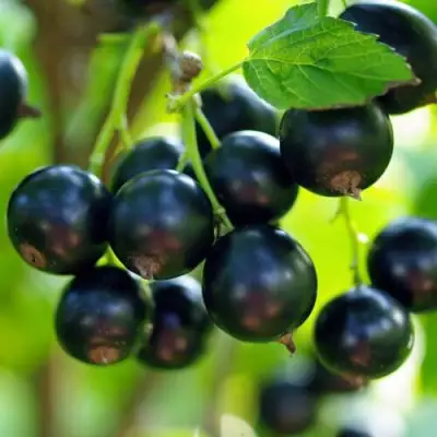 Смородина чёрная ВЕЛОЙ (ЛЕНИНГРАДСКАЯ СЛАДКАЯ) в Гродно