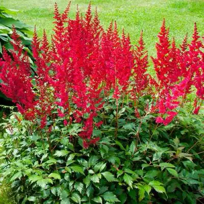 Астильба КОБЛЕНЦ японская в Гродно