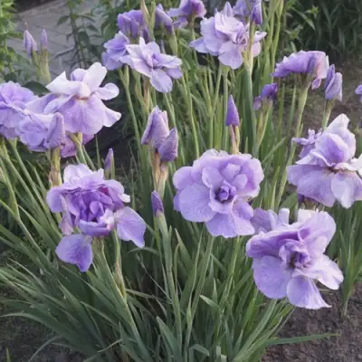 Ирис ИМПЕРИАЛ ОПАЛ сибирский в Гродно