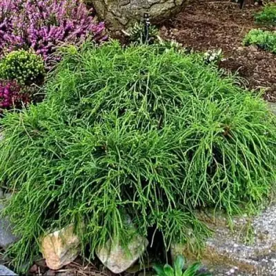 Кипарисовик ФИЛИФЕРА НАНА горохоплодный  в Гродно