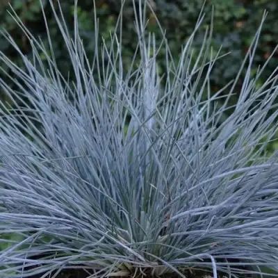 Овсяница АЙСФОГЕЛЬ сизая в Гродно