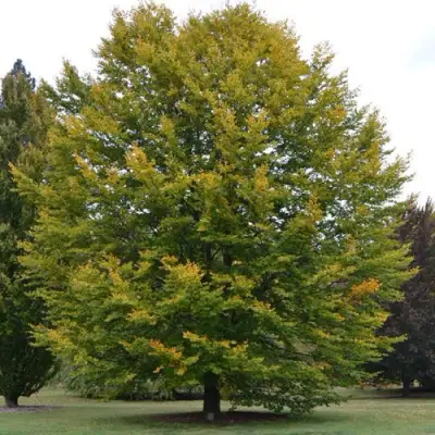 Бук лесной в Гродно