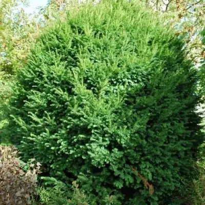 Тис РЕПАНДЕНС ягодный в Гродно