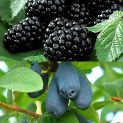 Комплект ЯГОДНЫЙ ДУЭТ в Гродно