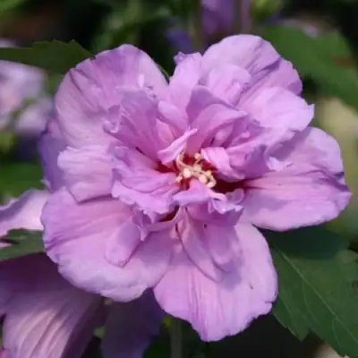 Гибискус АРДЕНС сирийский в Гродно