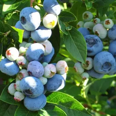 Голубика ДАРРОУ в Гродно