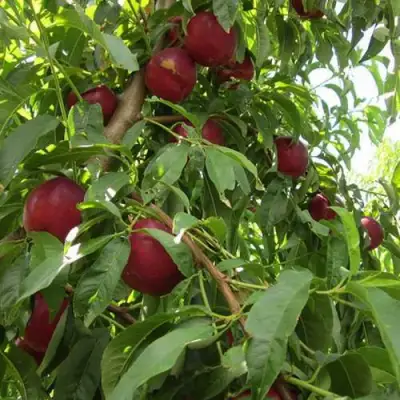 Нектарин ЭКСТРИМ БЬЮТИ в Гродно