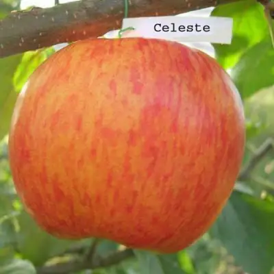 Яблоня ЦЕЛЕСТЕ в Гродно