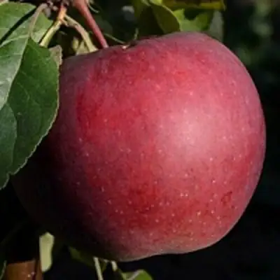 Яблоня БЕЛОРУССКОЕ СЛАДКОЕ в Гродно