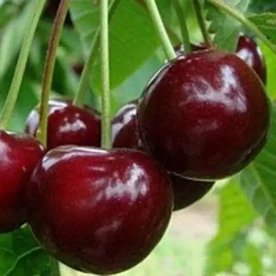 Вишня МИЛАВИЦА в Гродно