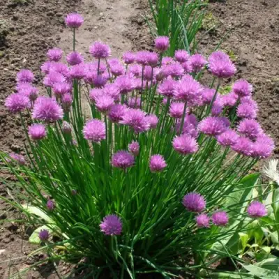 Лук-шнитт в Гродно