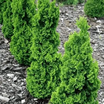 Туя ЗМАТЛИК западная в Гродно