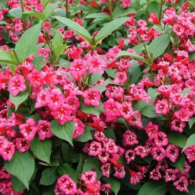 Вейгела БРИСТОЛЬ РУБИ в Гродно