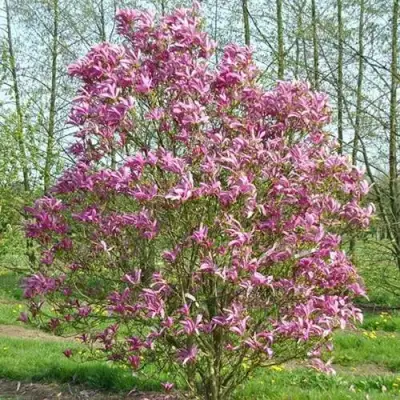 Магнолия СЬЮЗАН в Гродно