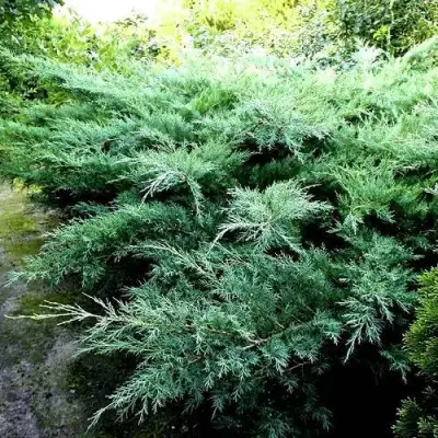 Можжевельник ПФИТЦЕРИАНА ГЛАУКА  средний в Гродно