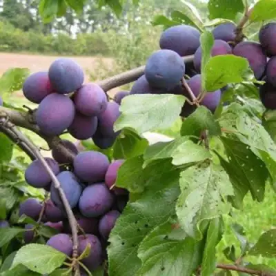 Слива ПЕРДРИГОН в Гродно