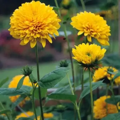 Подсолнечник СОЛЕЙЛ ДЕ ОР в Гродно