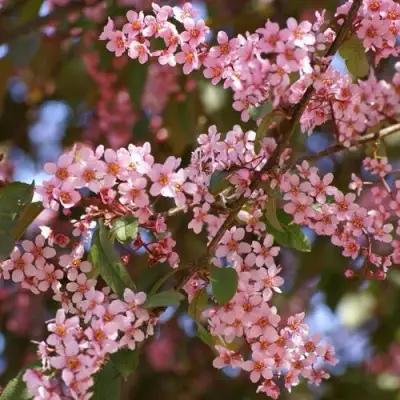 Черемуха КОЛОРАТА в Гродно