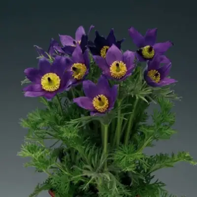 Прострел ПИНВИЛ БЛЮ ШЕЙДЕС в Гродно