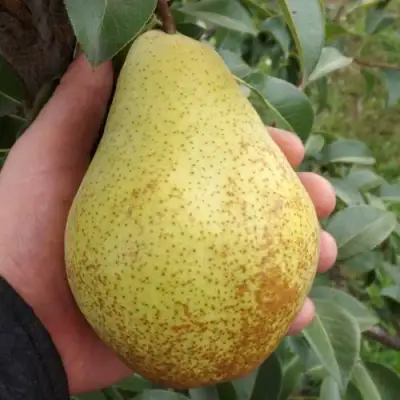 Груша ГЕНЕРАЛ ЛЕКЛЕРК в Гродно