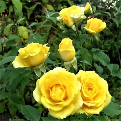 Роза САН СИТИ спрей в Гродно