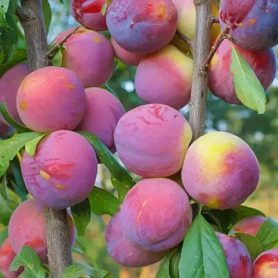 Слива КОЛОННОВИДНАЯ в Гродно