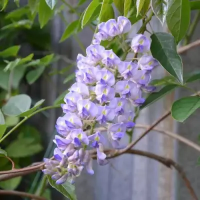 Глициния макростахия БЛЮ МУН в Гродно