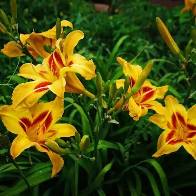 Лилейник БОНАНЗА гибридный в Гродно