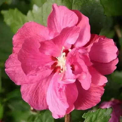 Гибискус ДЮК ДЕ БРАБАНТ сирийский  в Гродно