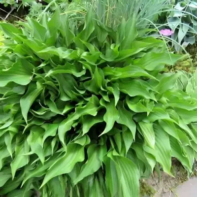 Хоста ГАРРИ ВАН ТРИЕР в Гродно