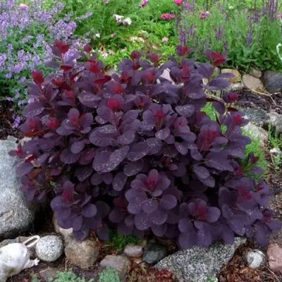 Скумпия РОЯЛ ПЕРПЛ кожевенная в Гродно