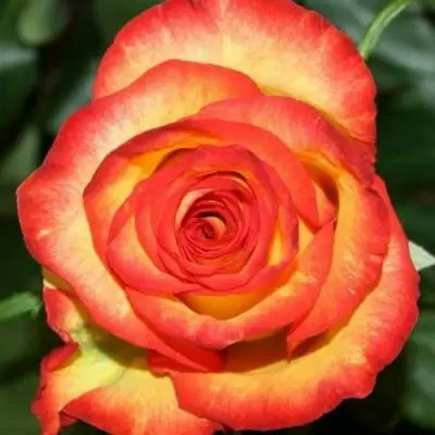 Роза ХАЙ МЭДЖИК чайно-гибридная в Гродно