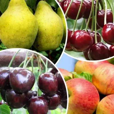 Комплект НАСЛАЖДЕНИЕ в Гродно