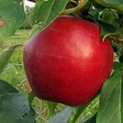 Яблоня РЕДФРИ в Гродно