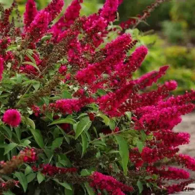 Буддлея давида РОЯЛ РЕД в Гродно