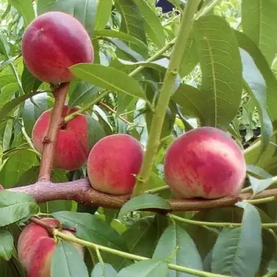 Персик КИЕВСКИЙ РАННИЙ в Гродно