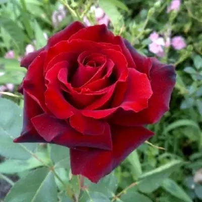 Роза ТАБУ чайно-гибридная в Гродно